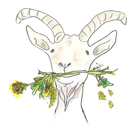 Bij Bokkie logo